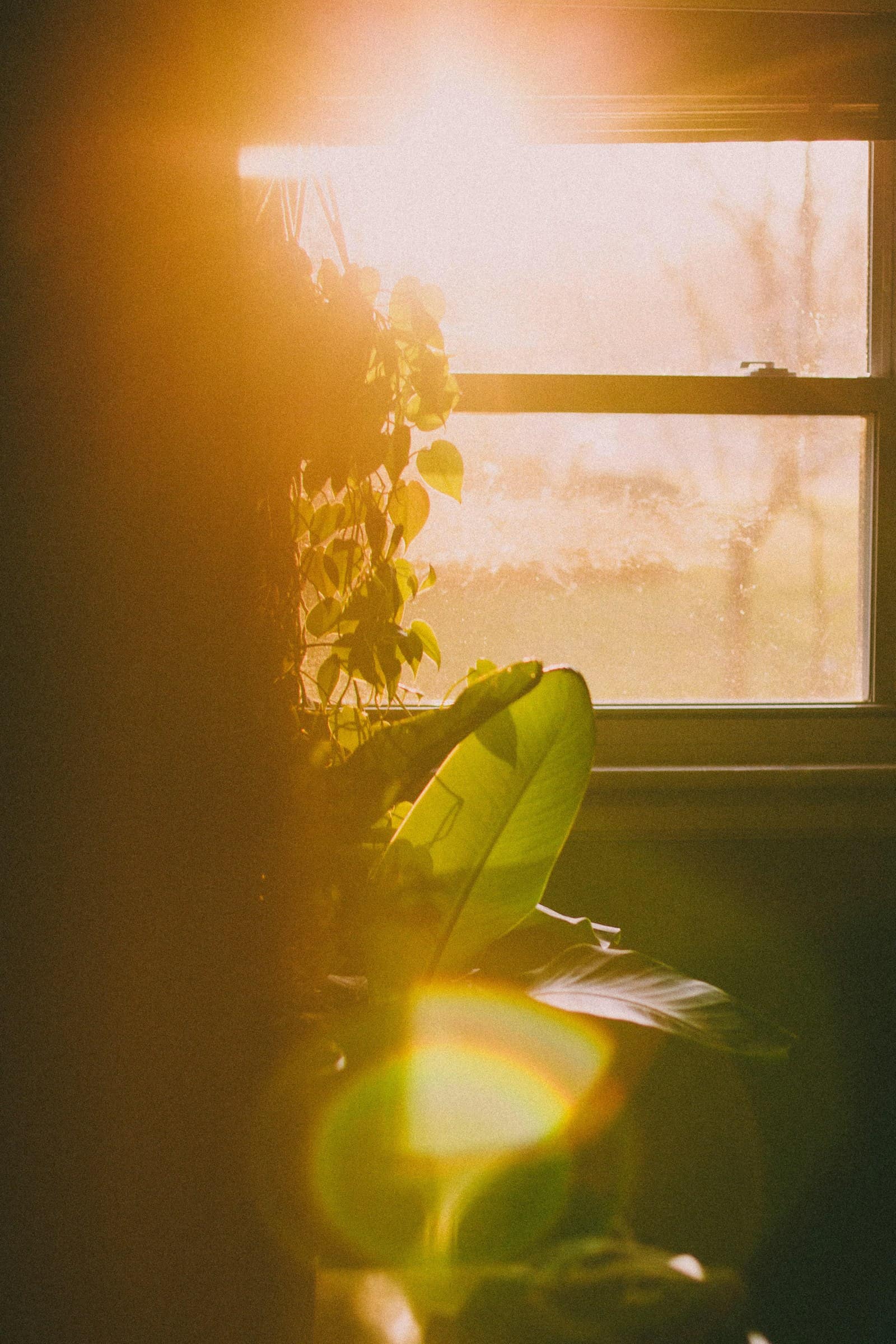Sunlight passing through a white window with flowers on the sill